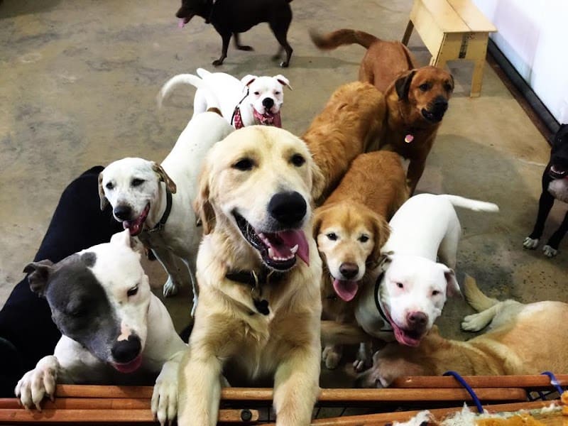 All 4 The Dog Daycare & Spa - Aiken, SC
