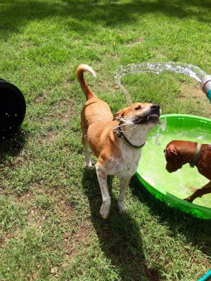 All 4 The Dog Daycare & Spa