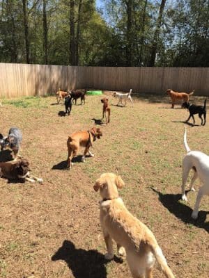 All 4 The Dog Daycare & Spa