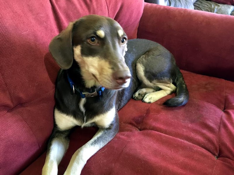 All 4 The Dog Daycare & Spa - Aiken, SC