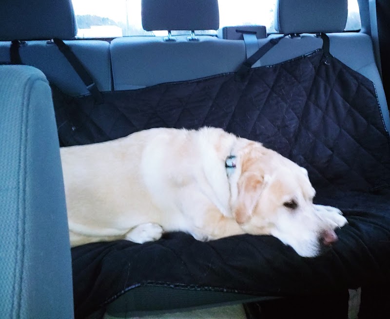 All 4 The Dog Daycare & Spa - Aiken, SC