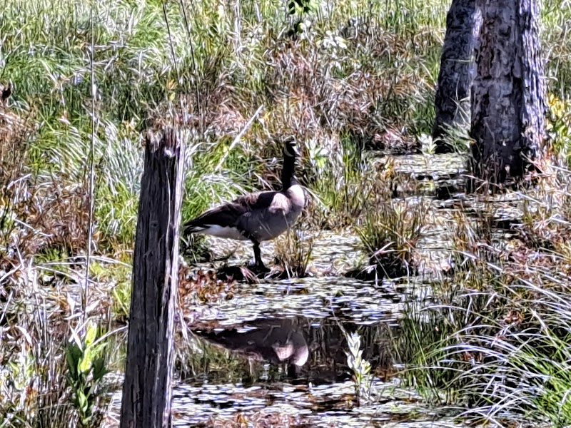 Boyd Pond Bike Trail Parking Lot - Aiken, SC