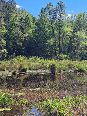 Boyd Pond Bike Trail Parking Lot