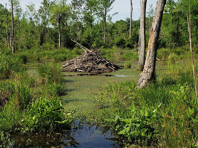 Boyd Pond Park - Aiken, SC