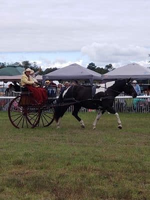 Bruce's Field at Aiken Horse Park