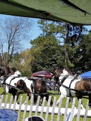 Bruce's Field at Aiken Horse Park
