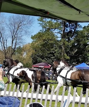 Bruce's Field at Aiken Horse Park