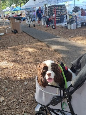 Downtown Dog - Aiken, SC