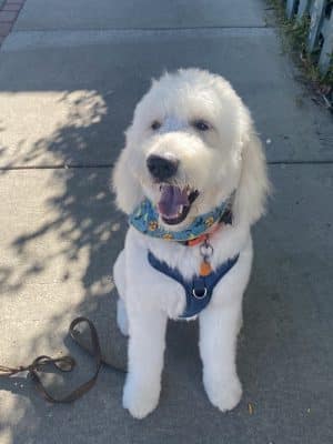 Downtown Dog - Aiken, SC