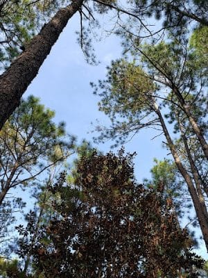 Henderson Heritage Preserve