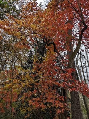 Hitchcock Woods