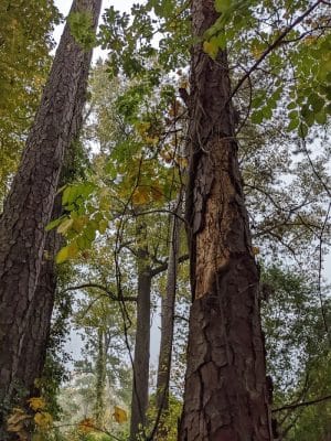 Hitchcock Woods