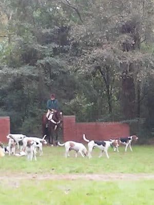 Hitchcock Woods