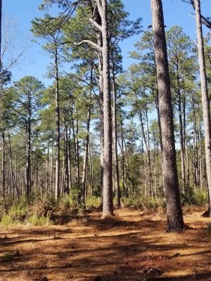 Hitchcock Woods