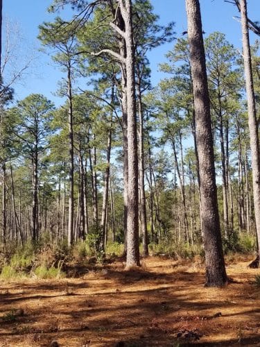 Hitchcock Woods