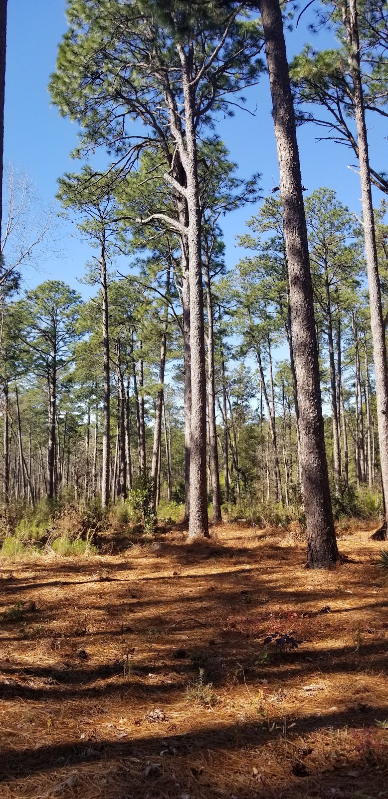 Hitchcock Woods - Aiken, SC