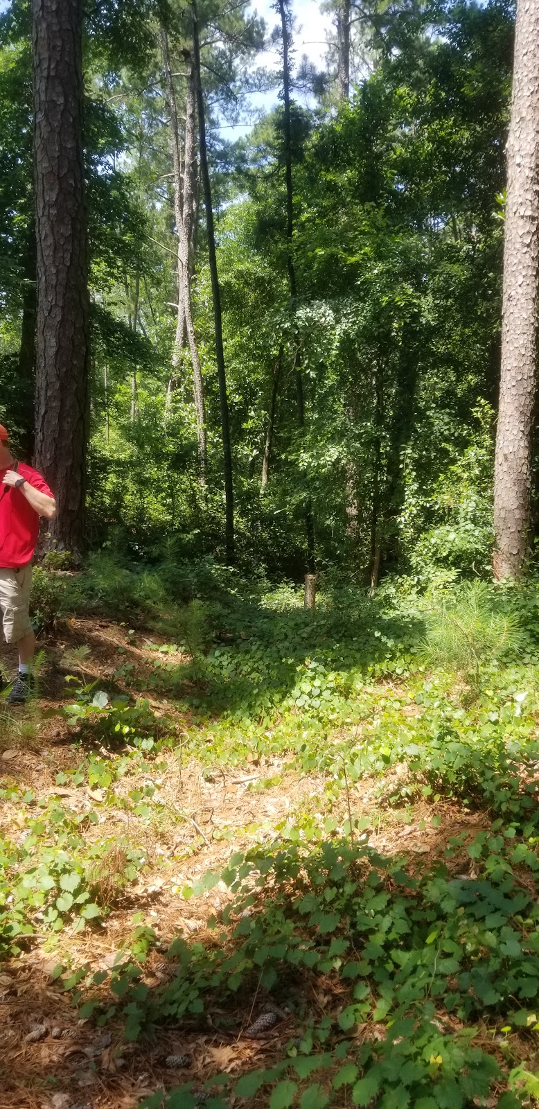 Hitchcock Woods - Aiken, SC