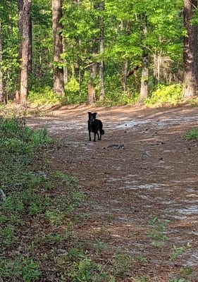 Hitchcock Woods: Clark Road Entrance
