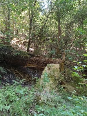 Hitchcock Woods: Clark Road Entrance