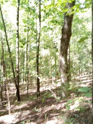 Hitchcock Woods: Clark Road Entrance