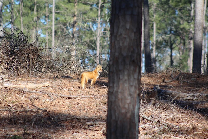 Hitchcock Woods Foundation - Aiken, SC