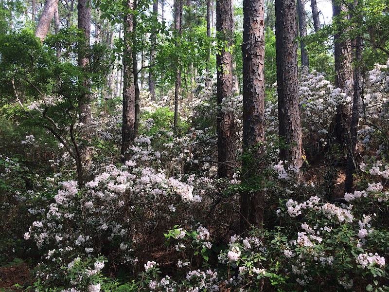 Hitchcock Woods Foundation - Aiken, SC