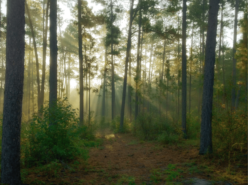 Hitchcock Woods Foundation - Aiken, SC