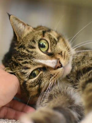 SPCA Albrecht Center for Animal Welfare