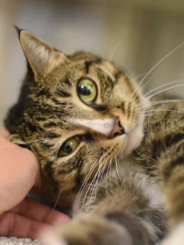 SPCA Albrecht Center for Animal Welfare