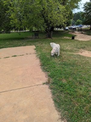 SPCA Albrecht Center for Animal Welfare