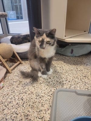 SPCA Albrecht Center for Animal Welfare