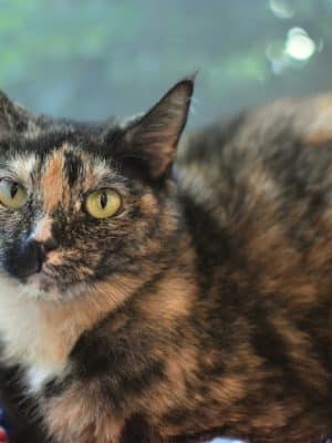SPCA Albrecht Center for Animal Welfare