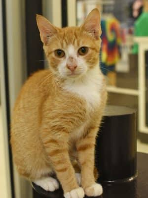 SPCA Albrecht Center for Animal Welfare
