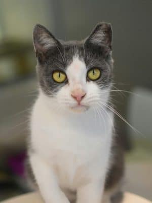 SPCA Albrecht Center for Animal Welfare
