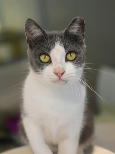 SPCA Albrecht Center for Animal Welfare