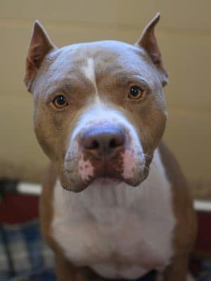 SPCA Albrecht Center for Animal Welfare