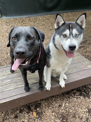 Dog Park