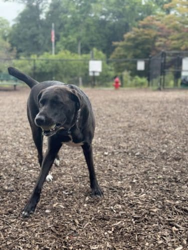 Dog Park