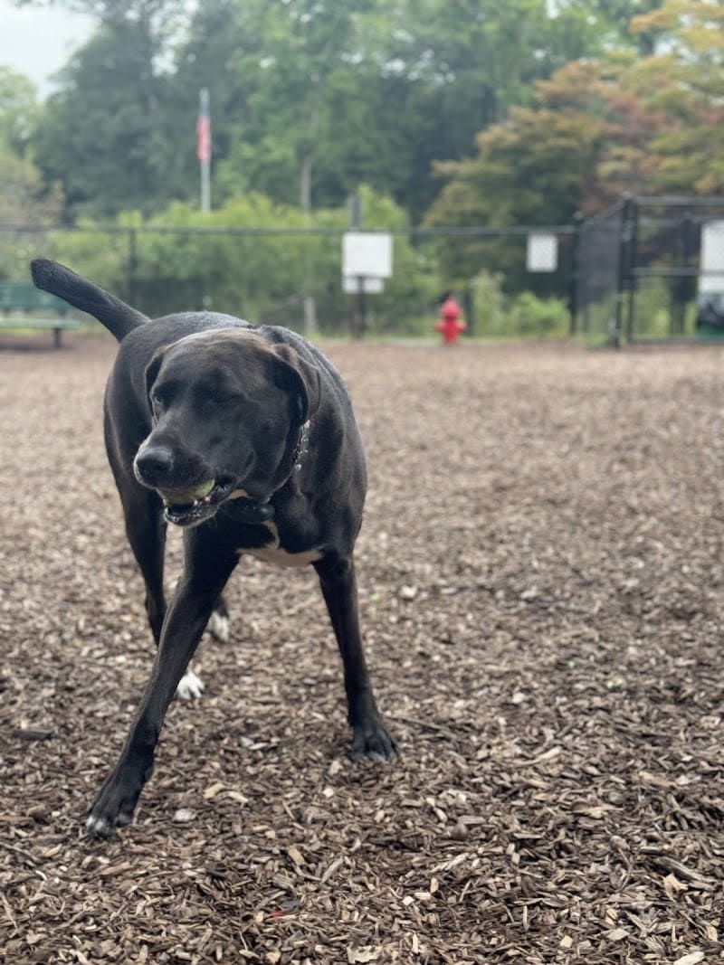 Dog Park - Airmont, NY