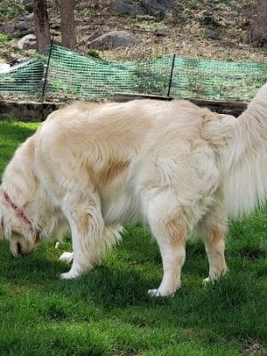 Dog Park