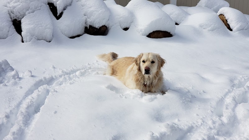 Dog Park - Airmont, NY