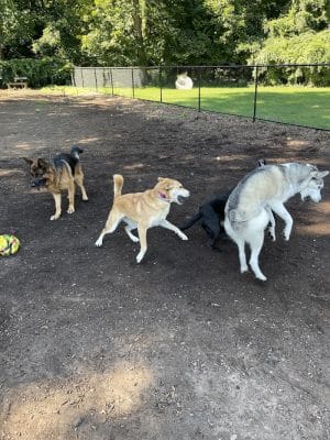 Dog Park