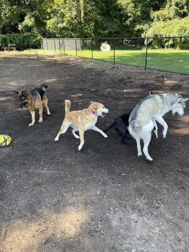 Dog Park