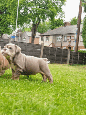 Akc Registered English bulldog puppies and French bulldog puppies for sale