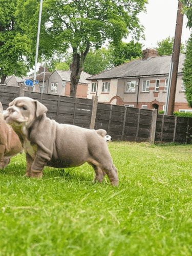 Akc Registered English bulldog puppies and French bulldog puppies for sale