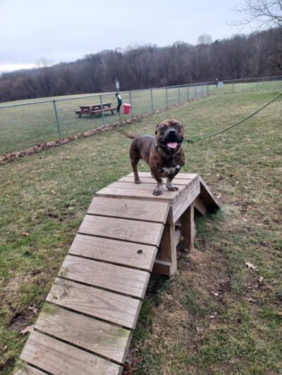 BARC - Akron Dog Park - Akron,