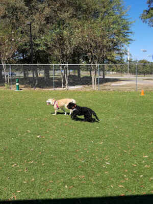 Beneful Dream Dog Park