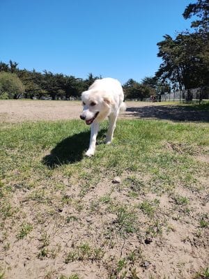 Alameda Dog Park