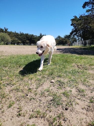 Alameda Dog Park