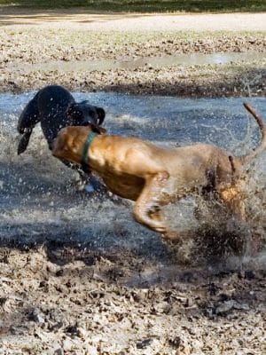Alameda Dog Park